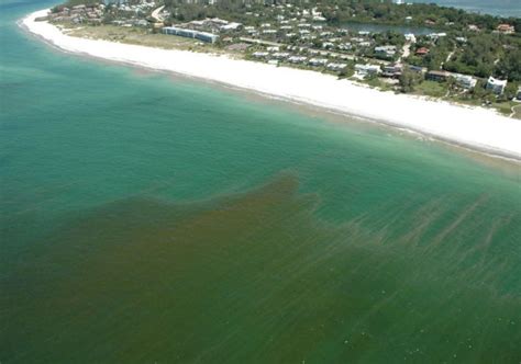 Red Tide Found Off The Southwest Gulf Coast Near Ft Myers Newstalk