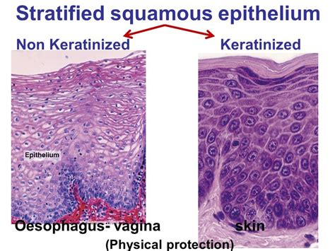 Stratified Squamous Epithelium Definition Types And Examples