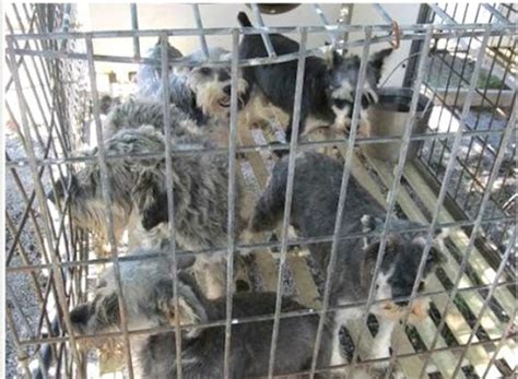 The breeding dogs spend their lives being bred repeatedly until no longer deemed useful, then destroyed. Missouri Has the Most "Problem Puppy Mills" in the U.S ...