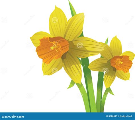Vector Narcissus Easter Spring Flowers Stock Vector Illustration Of
