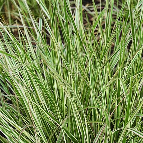 Variegated Reed Grass For Sale Online The Tree Center