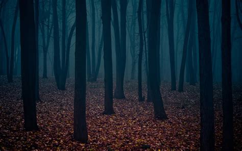 Dusk Forest Wallpapers Top Free Dusk Forest Backgrounds Wallpaperaccess