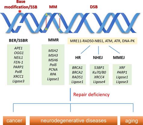 Frontiers Dna Damage And Repair Deficiency In Als Ftd Associated Neurodegeneration From