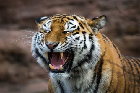 Best Tiger Teeth Stock Photos Pictures And Royalty Free Images Istock