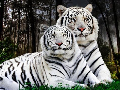 White Tiger Pair Desktop Backgrounds Computer : Wallpapers13.com
