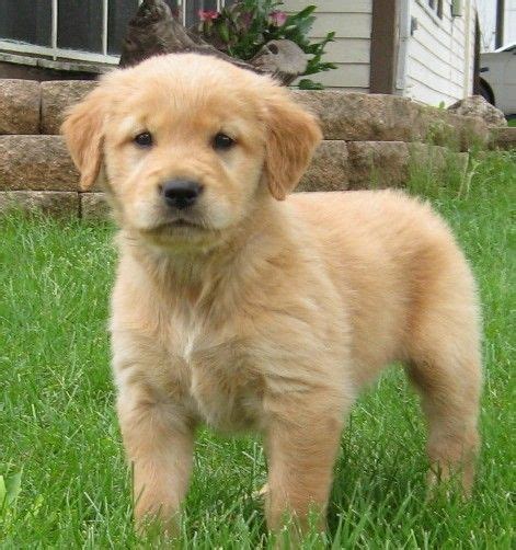 Golden retriever · austin, tx. Golden Retriever Puppies For Sale | Austin, TX #202460