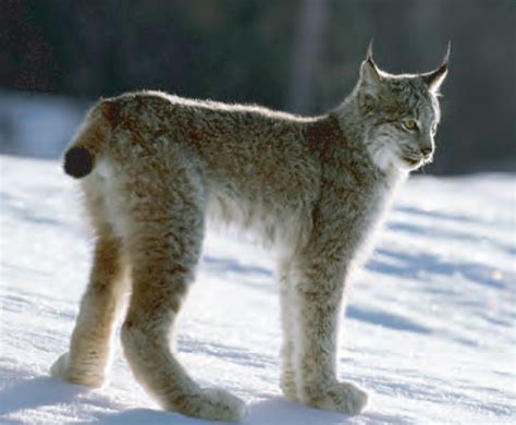 Canada Lynx Alchetron The Free Social Encyclopedia