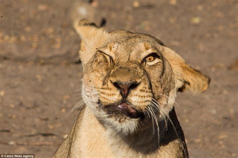Lioness Pulls Hilarious Facial Expressions As She Tries To Shake Off A