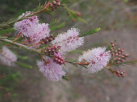 Flower Gallery Melaleuca Aaaa7657