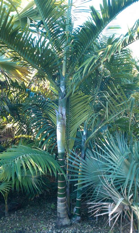 Rare Palms Low Prices For Sale Palmtalk