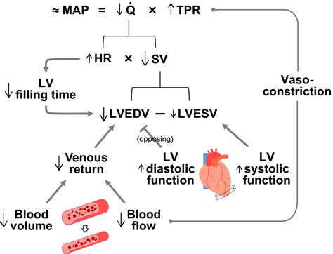 How Does Dehydration Affect Cardiac Output Postureinfohub