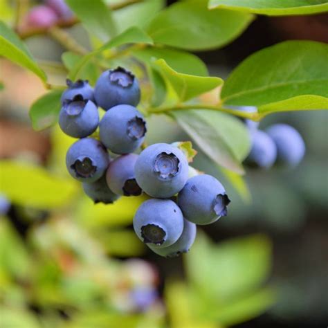 Sunshine Blue Blueberry