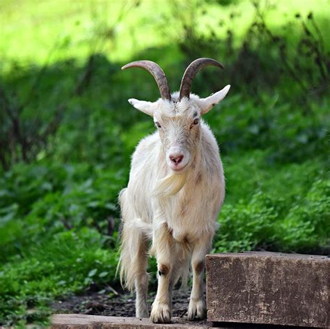 Do Female Goats Have Horns Setting Facts Straight Pet Keen