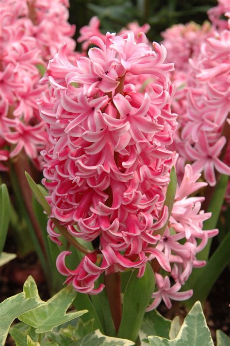 How And When To Plant Bulbs In Fall To Get Spring Flowers