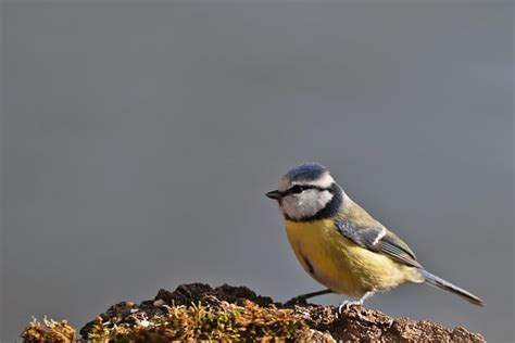 Blue Tit Bird Free Photo On Pixabay Pixabay