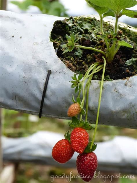 Choose to start, finish, or center your holiday on a trip to genting strawberry leisure farm by using our genting highlands journey planner. GoodyFoodies: Genting Strawberry Leisure Farm, Gohtong ...