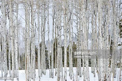 Aspen Trees Winter Photos And Premium High Res Pictures Getty Images