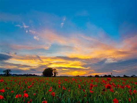 Poppy Field Sunset Landscape Photos Up To The Sky Nature Photography