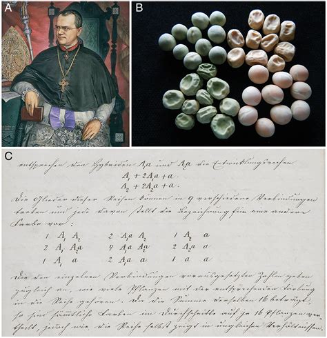 Gregor Johann Mendel And The Development Of Modern Evolutionary Biology Pnas