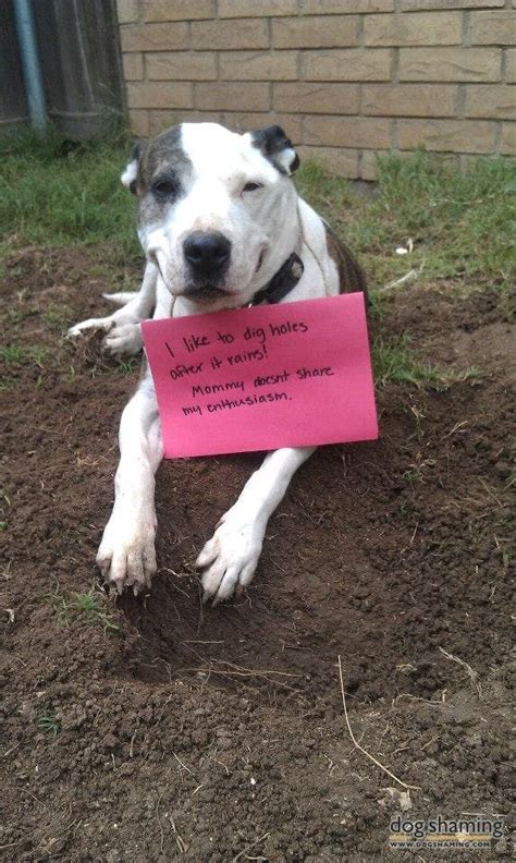 Science Proves That The Dog Shaming Meme Is Bogus