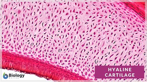Hyaline Cartilage Definition And Examples Biology Online Dictionary