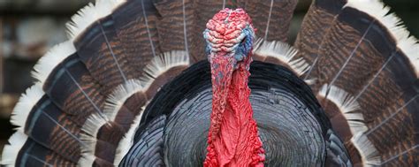 Turkey Hunting Guide Learn How To Hunt Turkey Sportsmans Warehouse