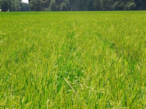 2019 Mississippi Rice Field Day Thursday August 8 Mississippi Crop Situation