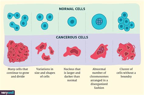 This makes them both vital processes for the existence of living things that mitosis is important for sexual reproduction indirectly. Cancer Cells vs. Normal Cells: How Are They Different?
