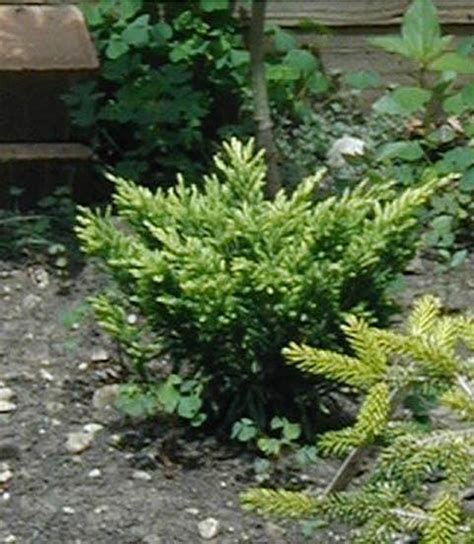 Plantfiles Pictures Creeping Juniper Trailing Juniper Creeping Cedar