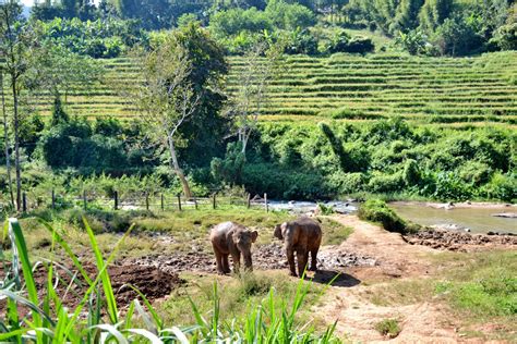 Dove Vedere Gli Elefanti In Thailandia In Modo Etico E Sostenibile