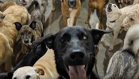 Dogs Take Awesome Selfie Together At Doggie Daycare