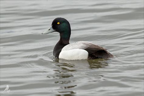 90.000 stichwörter und wendungen sowie 120.000 bergente zoologie | zoologyzool nyroca marila → scaup greater scaup amerikanisches englisch. Bergente