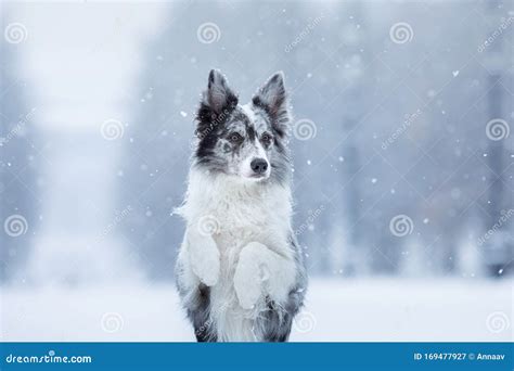 Dog In The Snow In Winter Portrait Of A Border Collie In Nature Stock