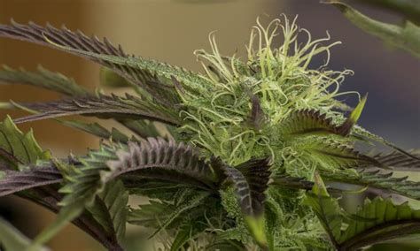 Cannabis Flowering Stages For Perfect Bud 420 Kingdom