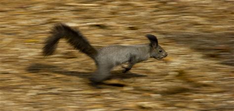 2496 Running Squirrel Stock Photos Free And Royalty Free Stock Photos