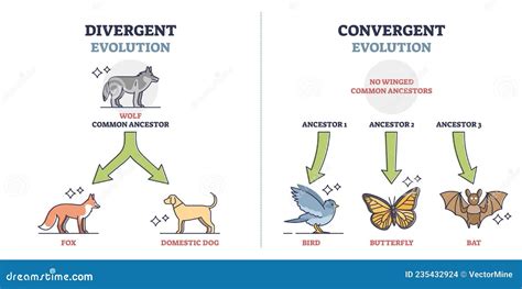 Divergent Vs Convergent Evolution With Ancestors Development Outline