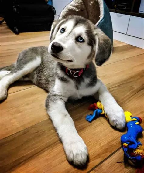 37 Strikingly Beautiful Siberian Husky Mixes Find The Perfect Husky