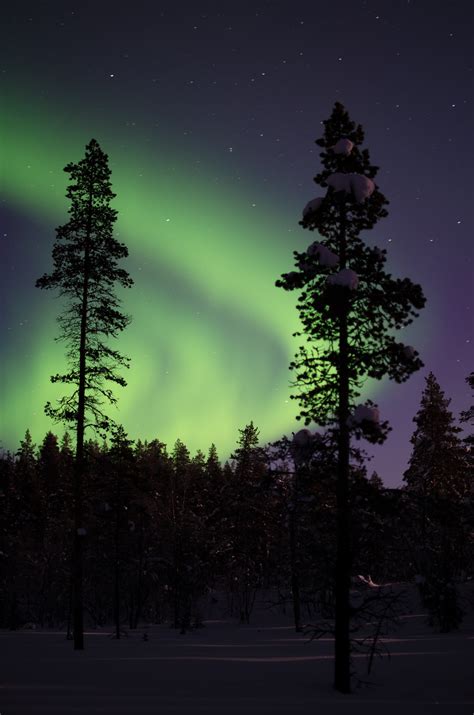 Northern Light With Pine Trees At Night Photo Free Image On Unsplash