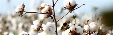 Better Cotton Growth & Innovation Fund - IDH - the sustainable trade 