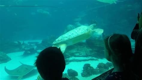 Sea Turtle Ga Aquarium Youtube