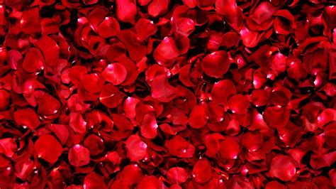 Petals Beautiful Roses Petals Red Macro Wallpaper 1920x1080 356352