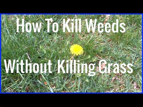 Aggressive weeds will take over your garden — but you can fight back without harming your if the weeds have matured enough to flower, mow them using a grass catcher, so you'll collect any seeds if you have a few weeds popping up through cracks in your patio or walkway, pour a little bleach on. sashagohard — Will white vinegar used to kill weeds harm my...