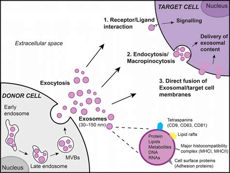 Exosomes In Intercellular Communication Exosomes Are Nanovesicles