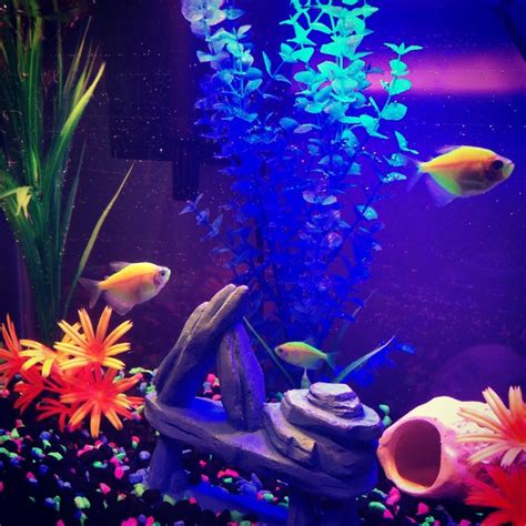 The New Glofish Glofish Fish Tank Decorations Aquarium Fish Tank