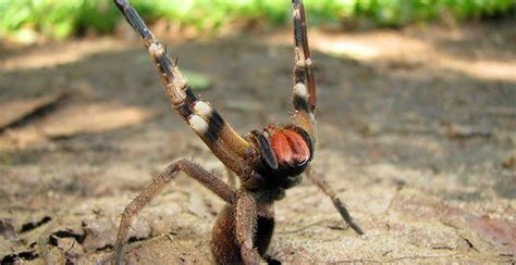 This Is The Brazilian Wandering Spider One Of The Most Venomous Spider In The World And As The