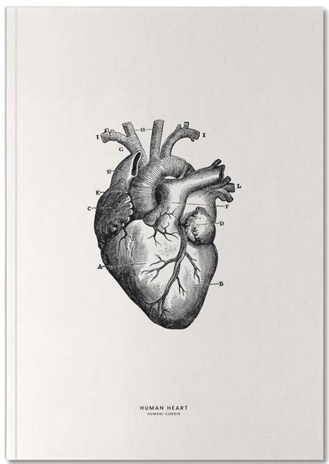 Anatomical Heart Art And Collectibles Paper Pe