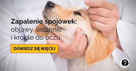 Zapalenie spojówek u psa jakie krople do oczu stosować i jak leczyć chorobę