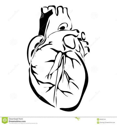 Human Heart Clipart Black And White Free Download On