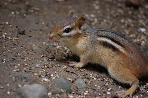 Chipmunk Droppings 101 Identification And Dangers With Pictures