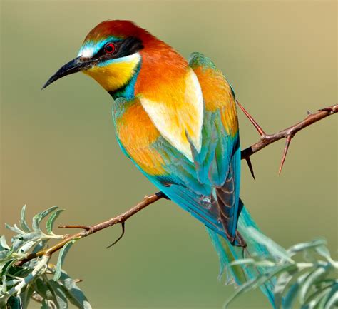 Las 1000 Aves ExÓticas Más Bellas Del Mundo ¡fotos Y Curiosidades